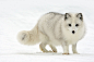 Arctic Fox