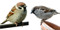 麻雀PNG