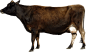牛PNG