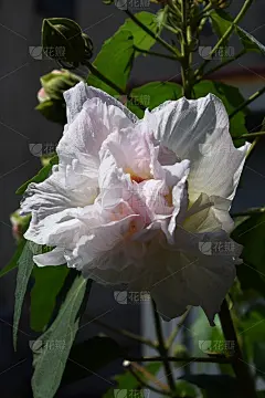 三次变色花'棉花玫瑰'