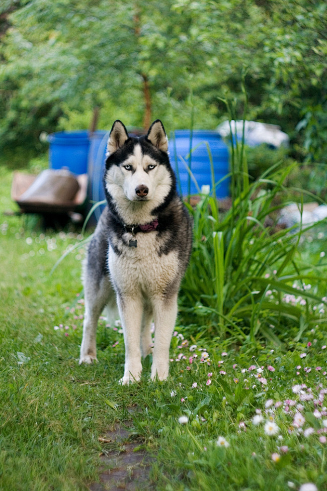 哈士奇犬