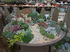 【新人】广州多肉植物大棚半日游 (^ω^)_多浆植物吧_百度贴吧