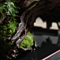 【浮生时光】微景观植物苔藓 文竹书房茶室山水摆件 盆栽礼品-淘宝网
