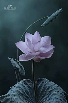 穆木Jiang采集到花草树木