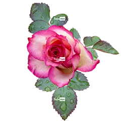 玫瑰 玫瑰花 粉色的 白色的 花 开花 花园 自然 花壁纸