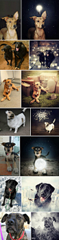 【救助流浪狗，第一步从修图开始】匈牙利摄影师Sarolta Ban是一位擅长合成摄影的大师，在自己的脸书专页上发起了 「Help dogs with Images」的公益行动，用合成照片克服现场拍摄的缺漏，用美美的照片帮流浪狗狗们找新家。http://t.cn/Rvgh9E2