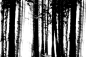 Forest_06
