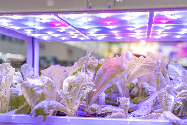 技术,农场,植物,温室,蔬菜,led灯,室内,农业,枝繁叶茂,现代