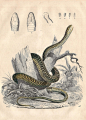 其中包括图片：Buh Black Snake in New England
