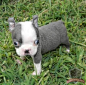 Paco the 6 week old Blue Boston Terrier. | Bostons and other Adorable…