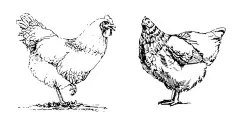 手绘线描散养土鸡矢量图底纹线稿  - 源文件下载【酷图网】手绘,线描,鸡,散养柴鸡,散养土鸡,矢量图,底纹,线稿,礼盒,包装盒,海报