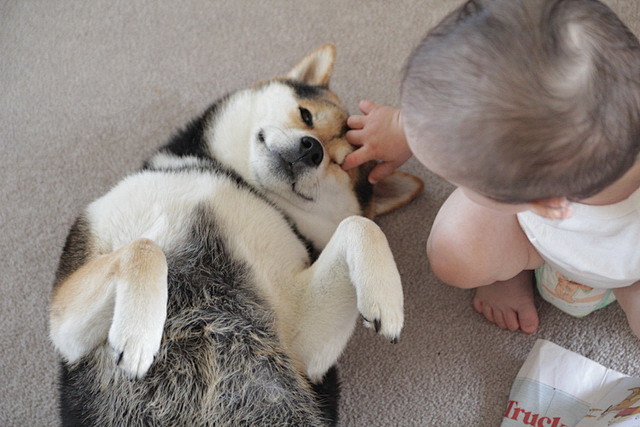 家庭寫真：柴犬 Maru × 寶寶 一茶...