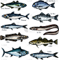 海产,海洋,动物,草图,鱼类,分离着色,自然,菜单,无须鳕鱼,清新