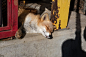 #狐狸#狐狐睡了，晚安 twi：@onraisan