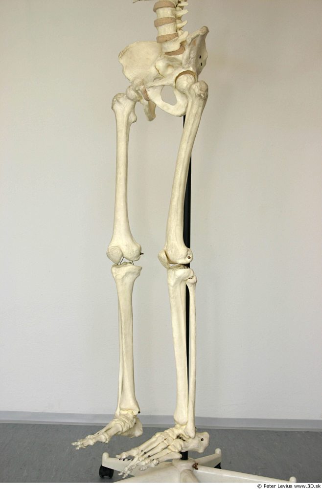 Skeleton_0043