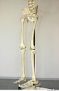 Skeleton_0043