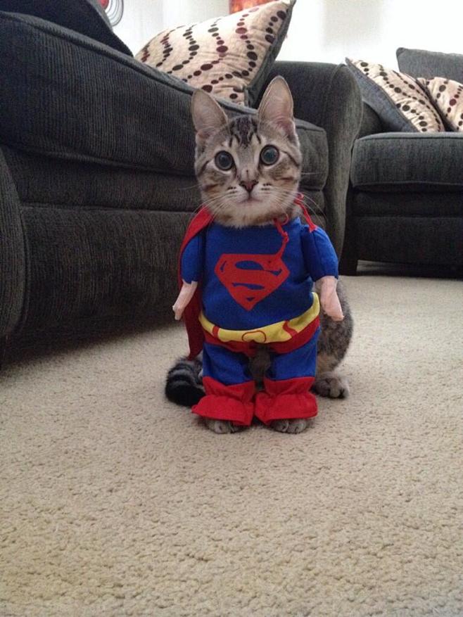 Supercat!!! Best pur...