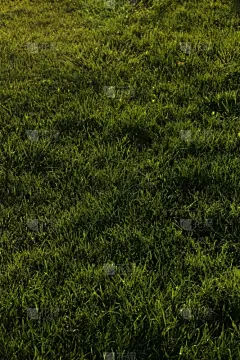 绿色,背景,田地,垂直画幅,休闲活动,纹理效果,枝繁叶茂,透过窗户往外看,草坪,夏天