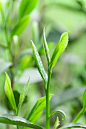 茶叶 绿色 春天 杭州 特写 叶子 茶园 茶 天然 虚化 甘露 茶叶 红茶 嫩芽 茶树 大方 龙井 茶农 龙井茶 绿茶 农业生产 芽 中国茶 清明茶 毛尖 细嫩炒青 松针 食品 - 7MX.COM