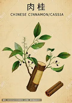 肉桂 肉桂插画 玉桂 中国桂皮 桂皮 手绘肉桂 药用植物 药植物 书籍插图 本草纲目 草药科普 手绘中草药 花草图案 草药包装插画 复古医书草药插图