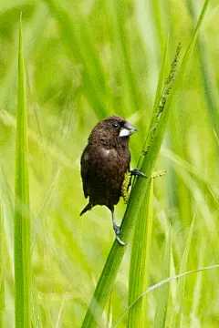 雀形目·梅花雀科·文鸟属：暗栗文鸟
