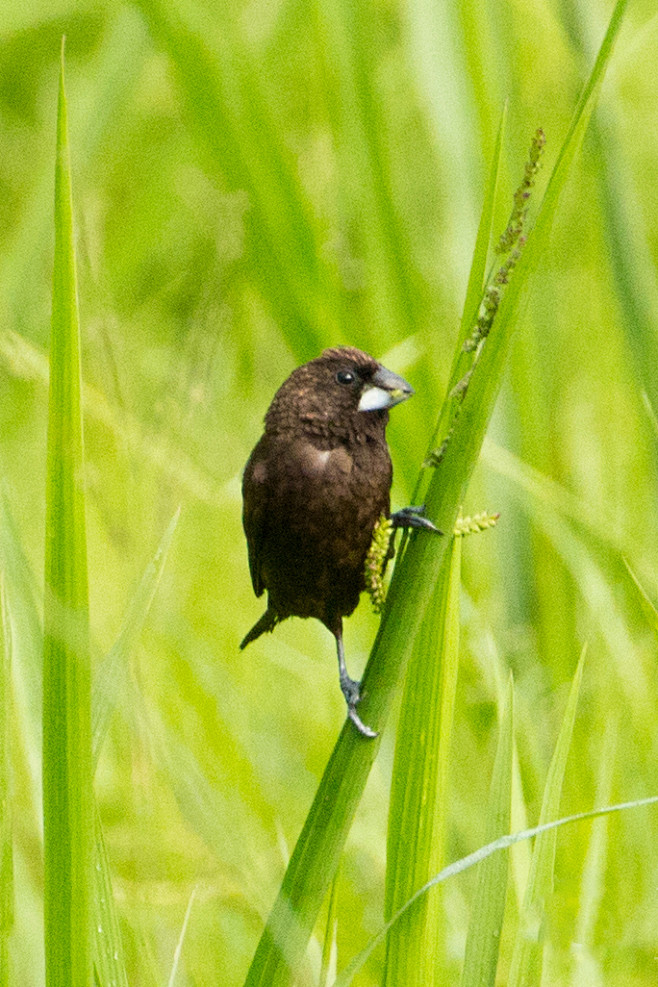 雀形目梅花雀科文鸟属暗栗文鸟