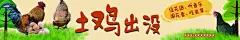 土鸡海报  - 源文件下载【酷图网】正宗土鸡,土鸡,农家土鸡,土鸡海报,鸡蛋,公鸡,母鸡,养鸡场,养鸡场海报,土鸡广告,乡村土鸡,土鸡展架,鸡海报,养殖场海报,山地鸡,走地鸡,山鸡,跑山土鸡,散养土鸡,土鸡养殖,土鸡苗,土鸡包装,生态养殖,芦花鸡,家鸡,三黄鸡,麻鸡,农村土鸡,野鸡,黑鸡,黄鸡,土鸡宣传,鸡,草鸡,设计,广告设计,