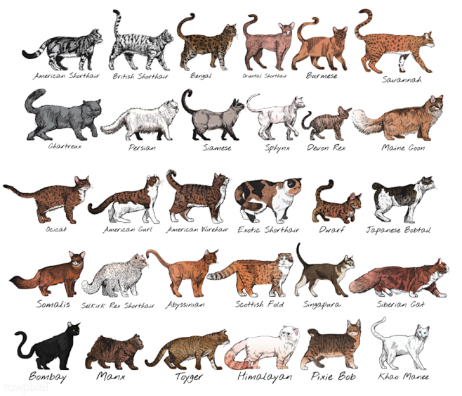 猫图－3