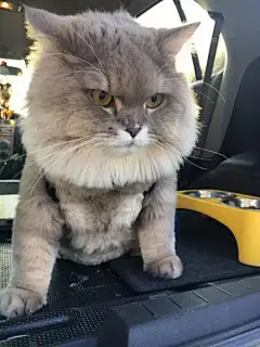 泰国一只超霸气猫猪，因体型巨大超吸粉，当遇到水后-北京时间