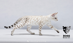 星鲸hq采集到猫