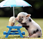 Miniature Pigs | Mini Pig Keeps Cool by Eating an Ice Cream Cone Under a Tiny Parasol