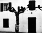 Windows and Pruned, Trees Spain, 1960