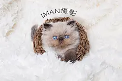 超级萌的喜马拉雅小奶猫，看着心都融化了~