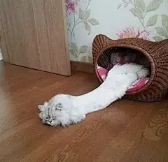 猫咪迷惑行为大赏！这40个猫咪的爆笑瞬间，每一张都是表情包哈哈哈哈 (11)