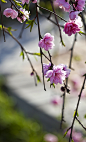 垂枝桃和美人梅。_360图片
