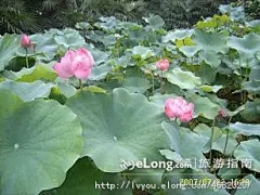 《家有小女初长成》[45]·到瘦西湖看荷花（图）