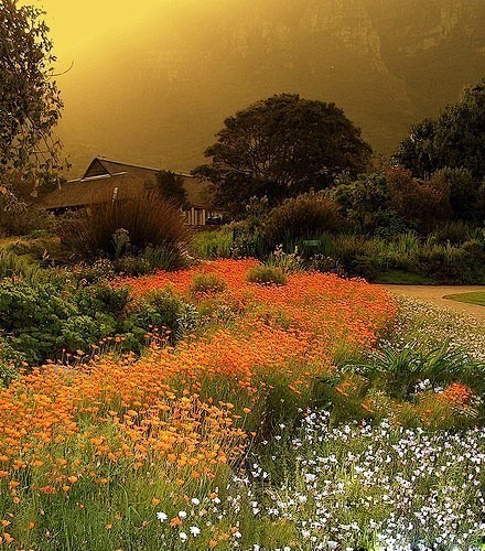 南非的康斯坦博西植物园，好美