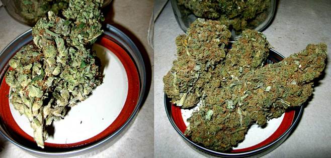 bud-examples-grown-i...