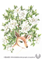 猫小蓟的相册-【自画】莫小鹿的鹿
—— 栀子花和小鹿