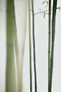 竹 <a href='/search/?q=小清新' class='pintag' title='#小清新 search Pinterest' rel='nofollow'>#小清新</a>#   bamboo