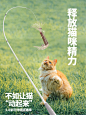猫里个猫伸缩逗猫棒超长木天蓼替换头耐咬羽毛猫玩具懒人逗猫自动-淘宝网