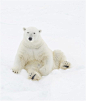 Animals in the snow on MSN Photos