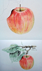 苹果 手绘 彩铅