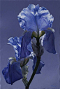 beauty in blue Iris, Tennessee State Flower