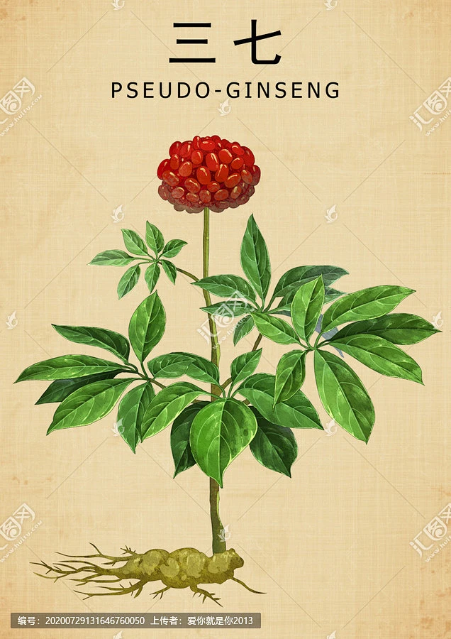 三七 三七包装 中医养生 中医文化 中草药 中草药包装插画 中药大全 人参三七 手绘三七 手绘中草药 手绘值物花草 田七-花瓣网