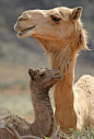 Mother and baby camel