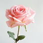 photo of a pink rose on white background