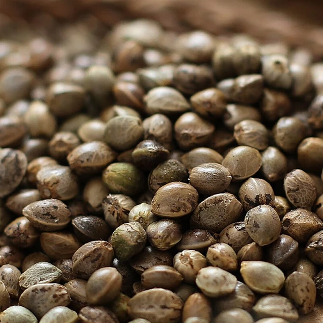火麻仁中药材500克新货火麻子饱满颗粒 火麻仁茶 火麻仁籽泡茶100克包邮 精选火麻仁500克【图片 价格 品牌 报价】-京东-花瓣网