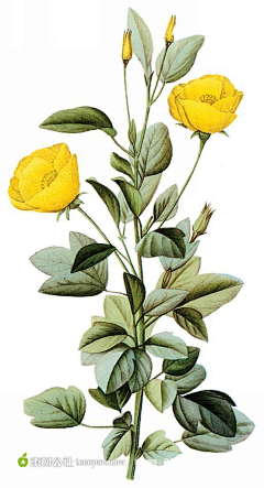 shane采集到植物