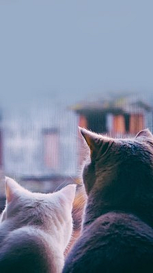 时光不弃青栀丶采集到猫咪